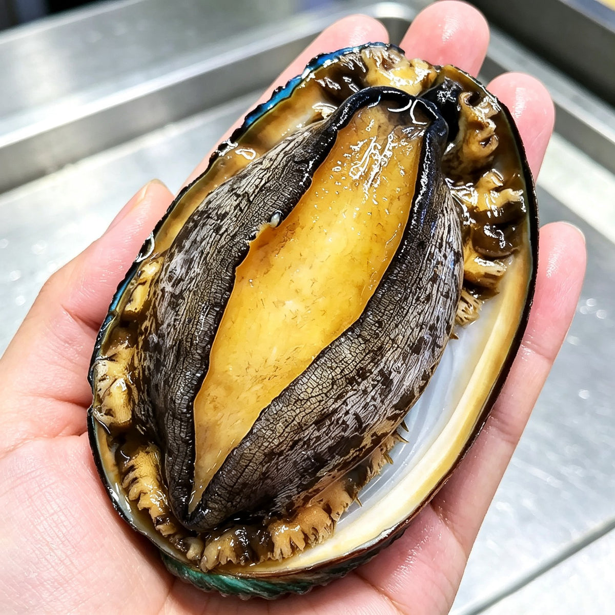 Large fresh abalone with thin shell and thick meat